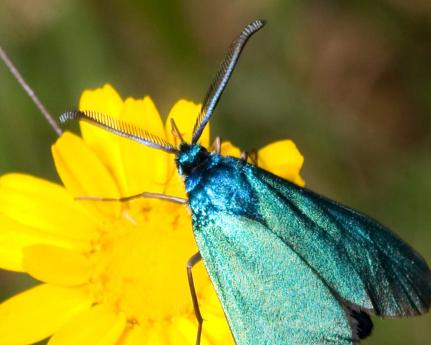 Farfalla dei Monti della Tolfa 2